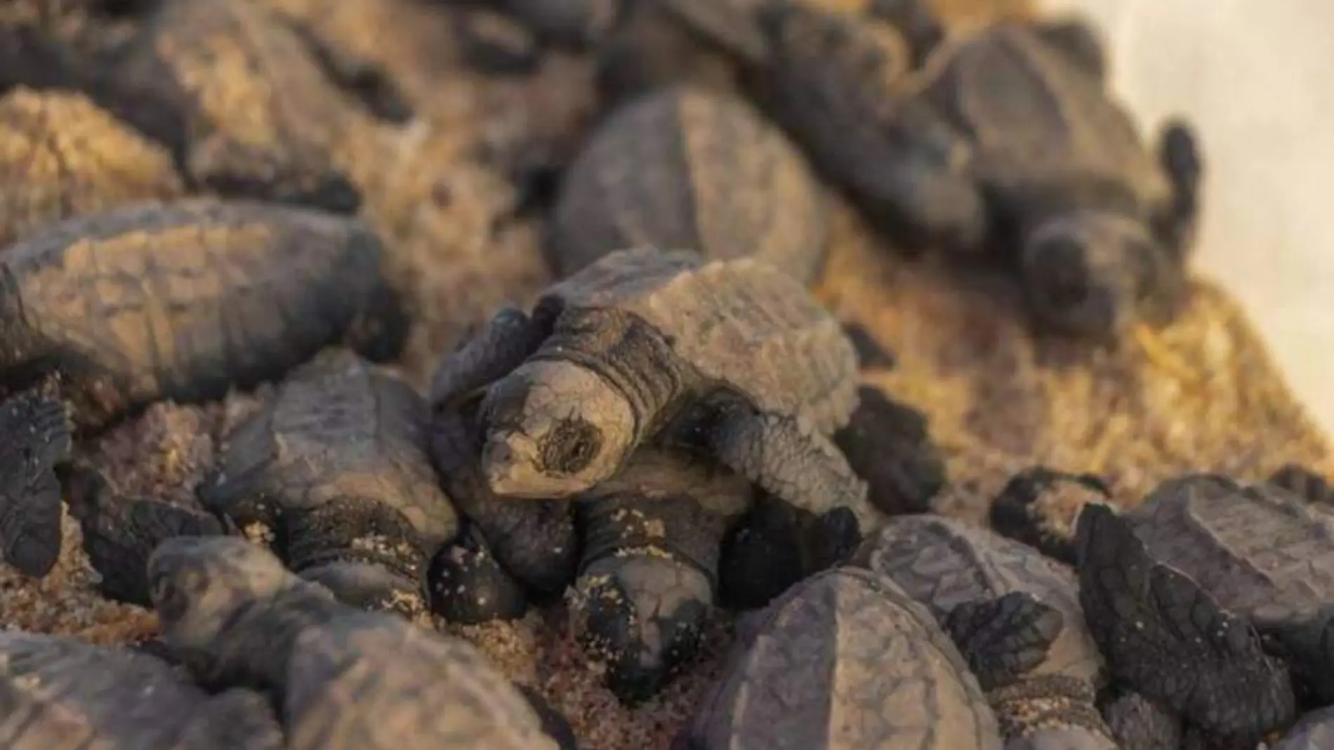 Nacen tortugas en el malecón